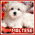 Dogs: Maltese: 
