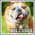 Dogs: Bulldog